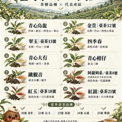 🍵 臺灣茶，你認識幾種？從茶樹品種，走進臺灣茶鄉。