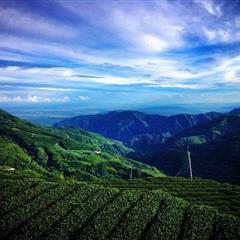 【臺灣茶】杉林溪 烏龍 春茶