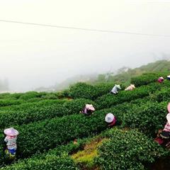 【臺灣茶】杉林溪 翠玉冬茶