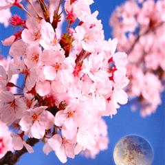 【衣索比亞】耶加雪菲 月見野櫻花/小珍珠 日曬