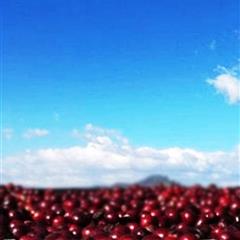【瓜地馬拉】天使莊園 威士忌天堂