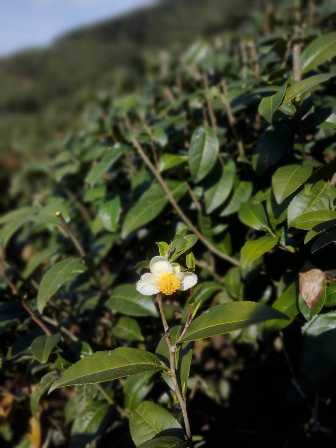 🔴拜訪南投茶產區 🍵覓好茶